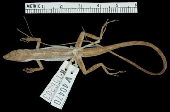 Media type: image;   Herpetology R-156203 Aspect: dorsal